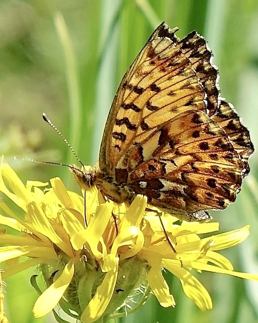 Titania's fritillary